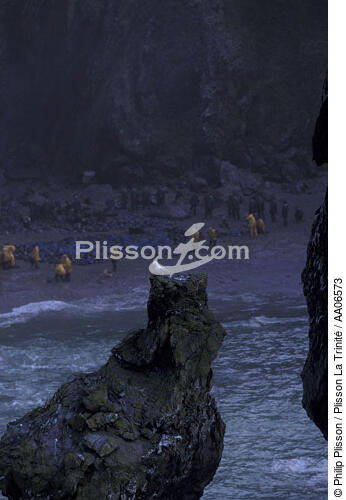 Les Aiguilles de Port-Coton touchées par la marée noire de l'Erika. - © Philip Plisson / Plisson La Trinité / AA06573 - Nos reportages photos - Oiseau marin