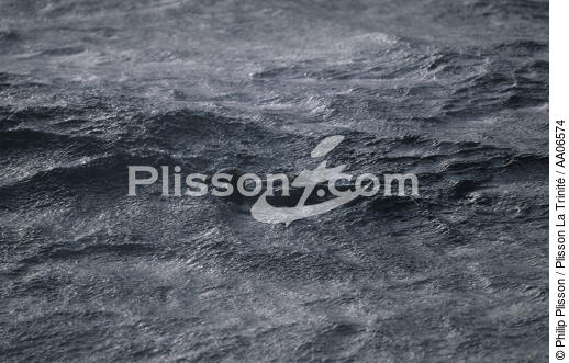 Oiseau mazouté. - © Philip Plisson / Plisson La Trinité / AA06574 - Photo Galleries - Pollution