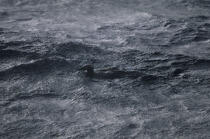 Oiseau mazouté. © Philip Plisson / Plisson La Trinité / AA06574 - Photo Galleries - Black tide