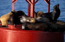 Foques en pleine sièste © Philip Plisson / Plisson La Trinité / AA06611 - Photo Galleries - Sea mammal