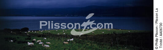 Moutons sur l'île d'Arran, Ecosse. - © Philip Plisson / Plisson La Trinité / AA06730 - Photo Galleries - Mammal