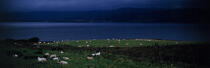 Moutons sur l'île d'Arran, Ecosse. © Philip Plisson / Plisson La Trinité / AA06730 - Photo Galleries - Arran [Isle of]