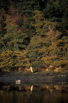 Couleurs d'automne sur l'Odet. © Philip Plisson / Plisson La Trinité / AA06774 - Photo Galleries - Odet [The]