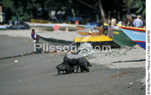 Cochons noirs sur une plage de Grenade. - © Philip Plisson / Plisson La Trinité / AA06795 - Photo Galleries - Mammal