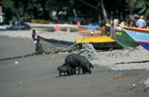 Cochons noirs sur une plage de Grenade. © Philip Plisson / Plisson La Trinité / AA06795 - Nos reportages photos - Cochon