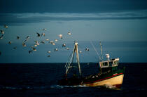 Retour de pêche en Baie de Quiberon. © Philip Plisson / Plisson La Trinité / AA06876 - Photo Galleries - Seagull