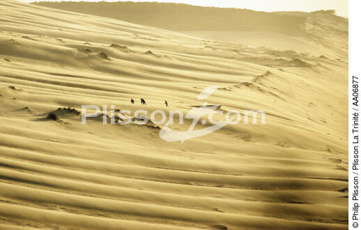 La dune du Pilat. - © Philip Plisson / Plisson La Trinité / AA06877 - Photo Galleries - Dune