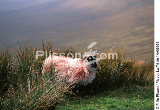 Mouton en Ecosse. - © Philip Plisson / Plisson La Trinité / AA06951 - Photo Galleries - Sheep