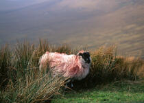 Mouton en Ecosse. © Philip Plisson / Plisson La Trinité / AA06951 - Photo Galleries - Scotland