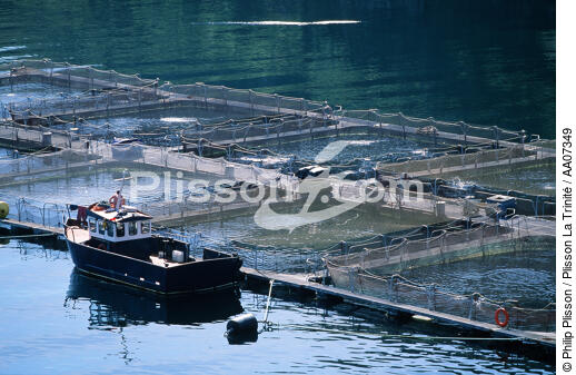 Elevage de saumons. - © Philip Plisson / Plisson La Trinité / AA07349 - Photo Galleries - Fish farming