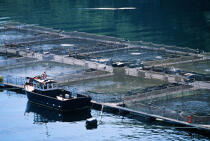 Elevage de saumons. © Philip Plisson / Plisson La Trinité / AA07349 - Nos reportages photos - Aquaculture