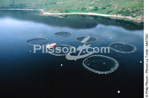 Salmoniculture en Ecosse. - © Philip Plisson / Plisson La Trinité / AA07350 - Nos reportages photos - Philip Plisson