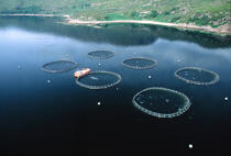 Salmoniculture en Ecosse. © Philip Plisson / Plisson La Trinité / AA07350 - Nos reportages photos - Aquaculture