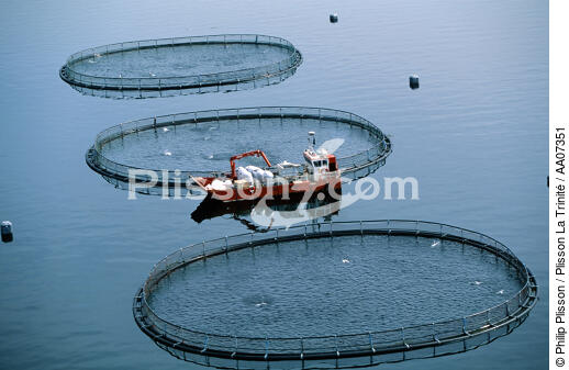 Elevage de saumons en Ecosse. - © Philip Plisson / Plisson La Trinité / AA07351 - Photo Galleries - Fish farming