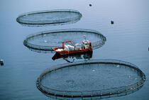 Elevage de saumons en Ecosse. © Philip Plisson / Plisson La Trinité / AA07351 - Nos reportages photos - Aquaculture
