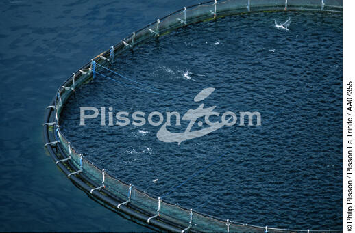 Elevage de saumons en Ecosse. - © Philip Plisson / Plisson La Trinité / AA07355 - Photo Galleries - Fish farming