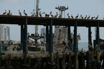 Pélican dans le port de Panama City. © Philip Plisson / Plisson La Trinité / AA07949 - Nos reportages photos - Philip Plisson