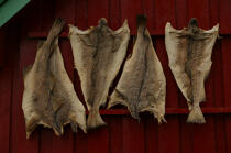 Poisson séchés aux Lofoten. © Philip Plisson / Plisson La Trinité / AA08205 - Photo Galleries - Fish