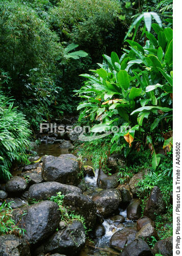Forêt tropicale à la Martinique. - © Philip Plisson / Plisson La Trinité / AA08502 - Nos reportages photos - Forêt tropicale