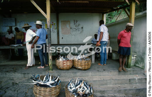 Retour de pêche à Grand Rivière. - © Philip Plisson / Plisson La Trinité / AA08506 - Photo Galleries - Fish