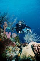 En plongée avec Albert Falco. © Philip Plisson / Plisson La Trinité / AA08512 - Nos reportages photos - Fond marin