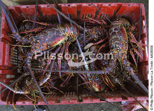 Langoustes des Antilles. - © Philip Plisson / Plisson La Trinité / AA08556 - Nos reportages photos - Crustacé