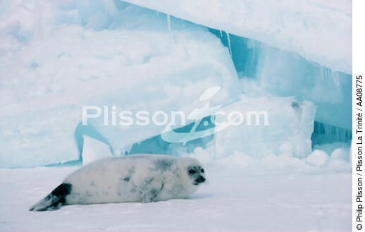 Phoque sur les îles de la Madeleine. - © Philip Plisson / Plisson La Trinité / AA08775 - Photo Galleries - Sea mammal