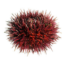 Urchin. © Guillaume Plisson / Plisson La Trinité / AA08820 - Photo Galleries - Gourmet food