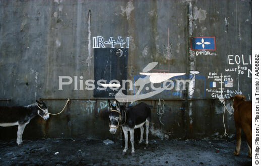 Les Açores. - © Philip Plisson / Plisson La Trinité / AA08862 - Photo Galleries - Donkey