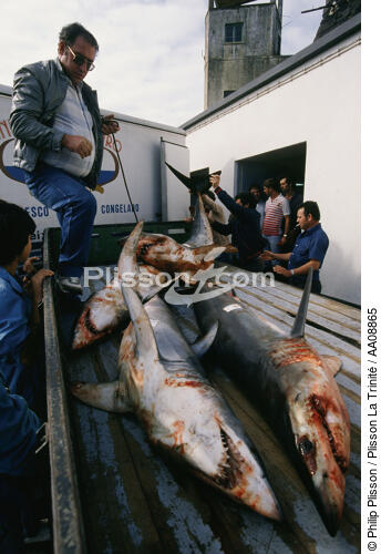 Pêche aux requin aux Açores. - © Philip Plisson / Plisson La Trinité / AA08865 - Nos reportages photos - Auteur