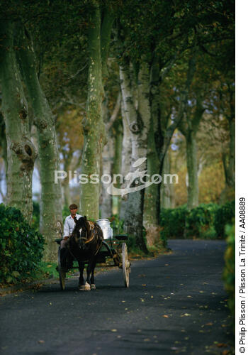 Les Açores. - © Philip Plisson / Plisson La Trinité / AA08889 - Photo Galleries - Horse