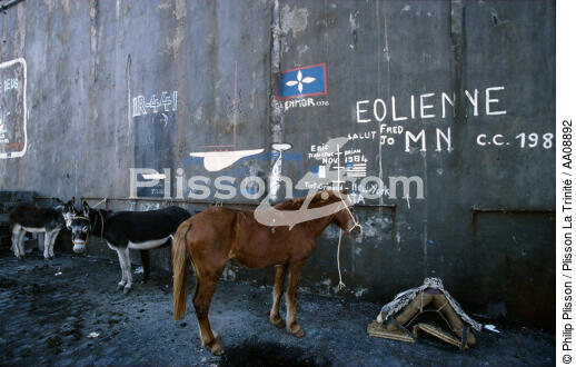 Les Açores. - © Philip Plisson / Plisson La Trinité / AA08892 - Photo Galleries - Donkey