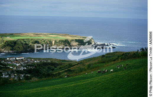 Sao Miguel aux Açores. - © Philip Plisson / Plisson La Trinité / AA08896 - Photo Galleries - Cow