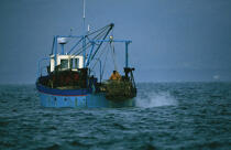 Pêche à la coquille. © Philip Plisson / Plisson La Trinité / AA08955 - Photo Galleries - Professional fisherman