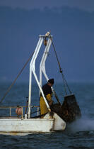 Pêche à la coquille. © Philip Plisson / Plisson La Trinité / AA08958 - Nos reportages photos - Marin-pêcheur