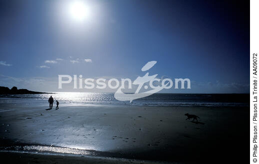 Ballade sur la plage. - © Philip Plisson / Plisson La Trinité / AA09072 - Photo Galleries - Dog
