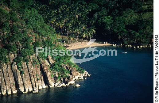 Plage à Pointe à Pitre. - © Philip Plisson / Plisson La Trinité / AA09162 - Photo Galleries - Flora