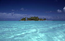 Polynésie française. © Philip Plisson / Plisson La Trinité / AA09257 - Photo Galleries - Tree