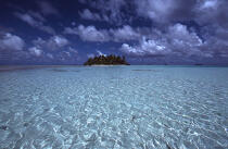 Polynésie française. © Philip Plisson / Plisson La Trinité / AA09259 - Photo Galleries - Tree