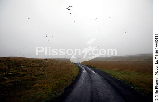 Vol d'oiseaux en Islande. - © Philip Plisson / Plisson La Trinité / AA09564 - Nos reportages photos - Pluie