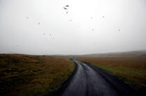 Vol d'oiseaux en Islande. © Philip Plisson / Plisson La Trinité / AA09564 - Photo Galleries - Road
