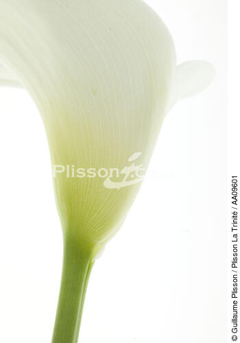 Arum. - © Guillaume Plisson / Plisson La Trinité / AA09601 - Photo Galleries - Flora