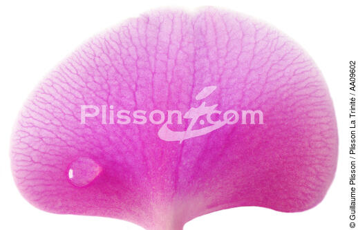 Rose orchis. - © Guillaume Plisson / Plisson La Trinité / AA09602 - Photo Galleries - Flower