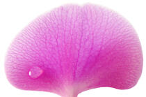 Rose orchis. © Guillaume Plisson / Plisson La Trinité / AA09602 - Photo Galleries - Orchid