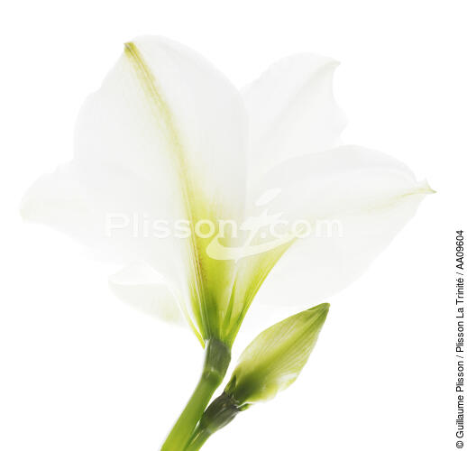Amarillys. - © Guillaume Plisson / Plisson La Trinité / AA09604 - Photo Galleries - Flower