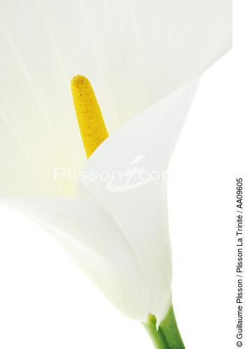 Arum. - © Guillaume Plisson / Plisson La Trinité / AA09605 - Photo Galleries - Flower