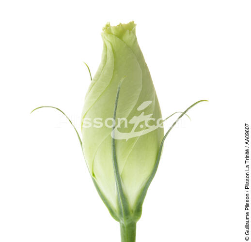 White rosebud. - © Guillaume Plisson / Plisson La Trinité / AA09607 - Photo Galleries - Flower
