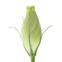 White rosebud. © Guillaume Plisson / Plisson La Trinité / AA09607 - Photo Galleries - Rose