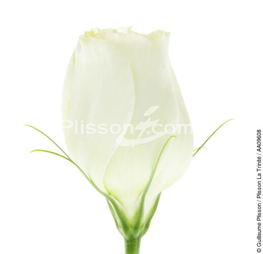 Bouton de rose blanche. - © Guillaume Plisson / Plisson La Trinité / AA09608 - Nos reportages photos - Végétal