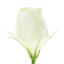 Bouton de rose blanche. © Guillaume Plisson / Plisson La Trinité / AA09608 - Nos reportages photos - Fleur
